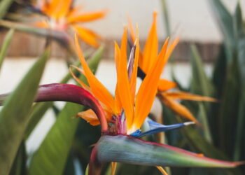 As melhores plantas para paisagismo ao redor da piscina e como criar um visual de resort