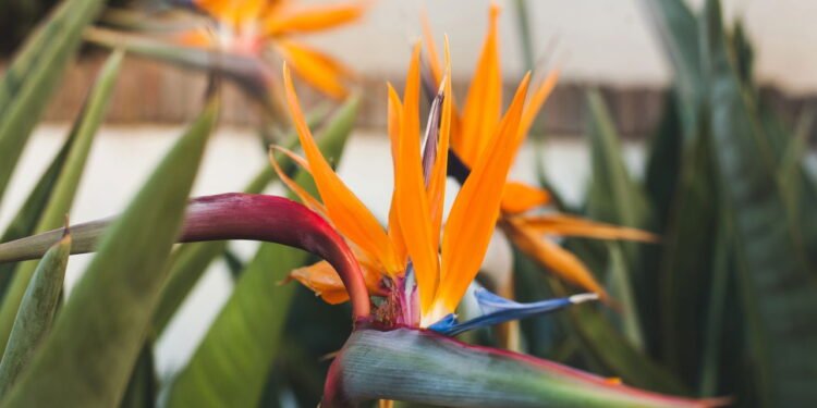 Strelitzia reginae -Créditos: depositphotos.com / ViktoriiaDyachenko