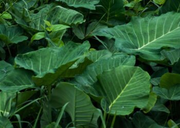 Os benefícios curativos da taioba para quem busca mais saúde natural