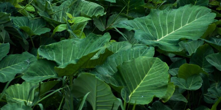 Os benefícios curativos da taioba para quem busca mais saúde natural