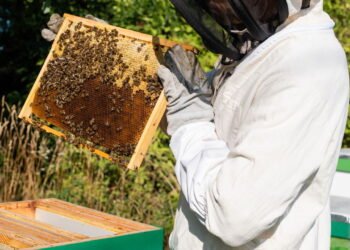 O que fazer ao ser atacado por Abelhas