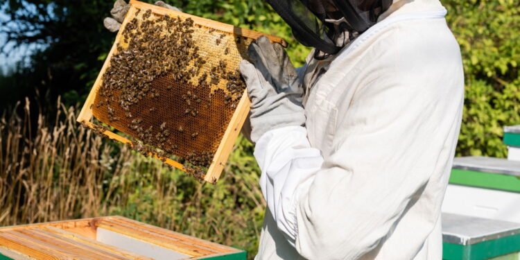 Abelhas - Créditos: depositphotos.com / IgorVetushko