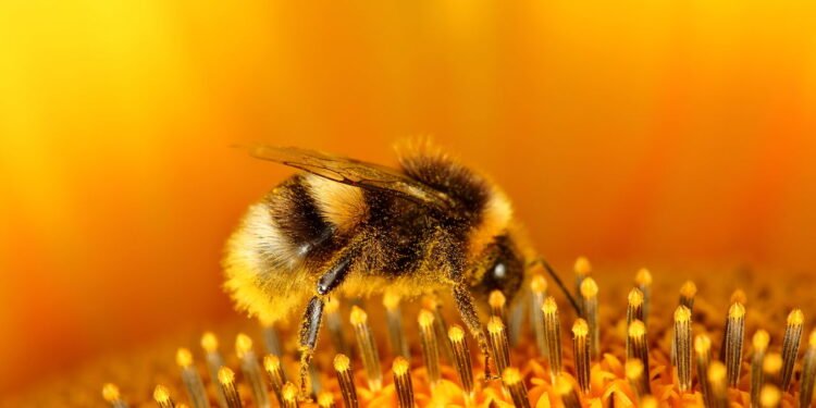Abelha - Créditos: depositphotos.com / hecke06