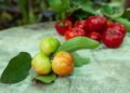 Conheça as frutas vermelhas mais ricas em antioxidantes e vitamina C