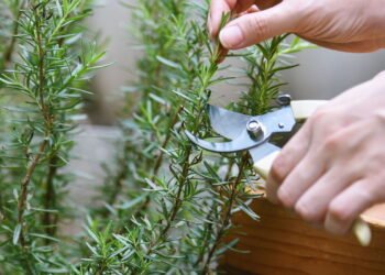 A poderosa erva que protege o pâncreas e ajuda a controlar a glicose