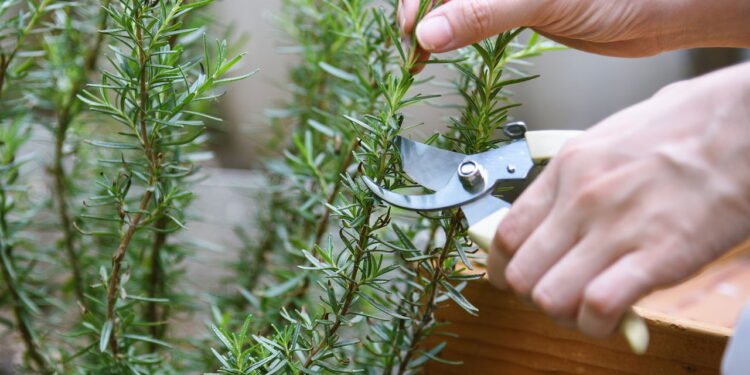 A poderosa erva que protege o pâncreas e ajuda a controlar a glicose