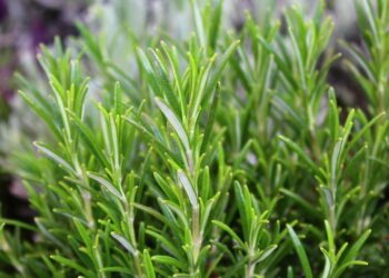 Onde colocar alecrim na casa para afastar energia negativa