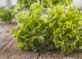 Plante sua própria alface e transforme a alimentação da sua família