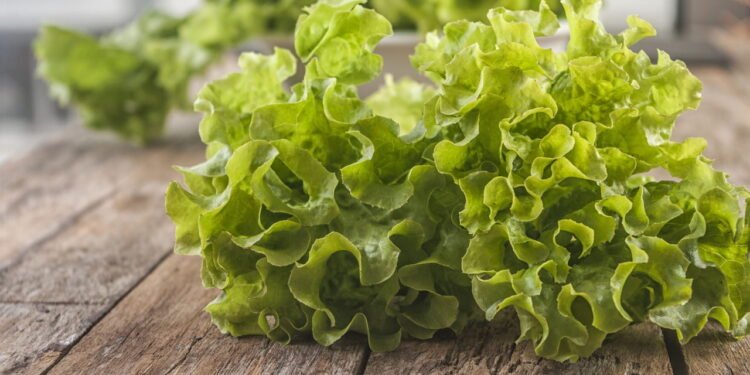 Plante sua própria alface e transforme a alimentação da sua família