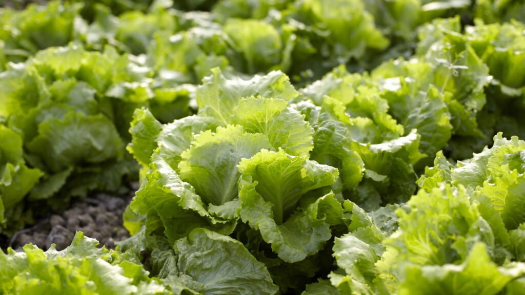 Plante sua própria alface e transforme a alimentação da sua família