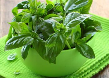 A planta do quintal que fortalece a imunidade e melhora a digestão