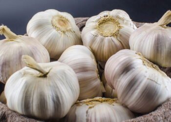 Estudos revelam como as propriedades curativas do alho protegem o corpo inteiro