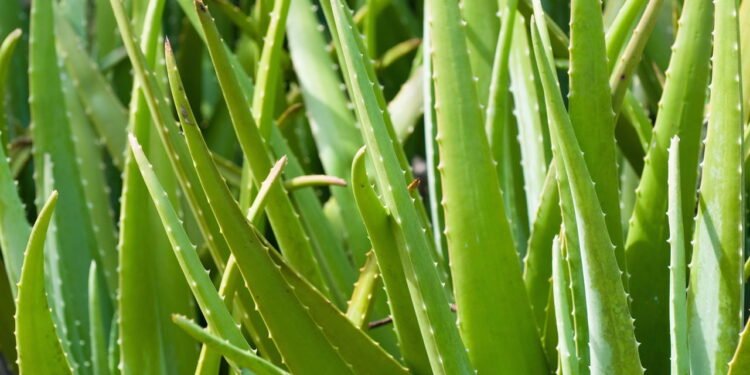 Ação anti-inflamatória que alivia a dor e o inchaço - Créditos: depositphotos.com / microgen