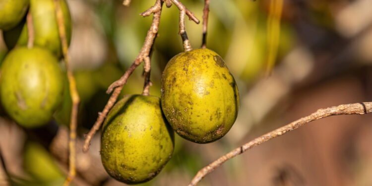 Cajá-Manga - Créditos: depositphotos.com / softkrafts.live.com