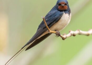 O que significa quando uma golondrina aparece na sua casa