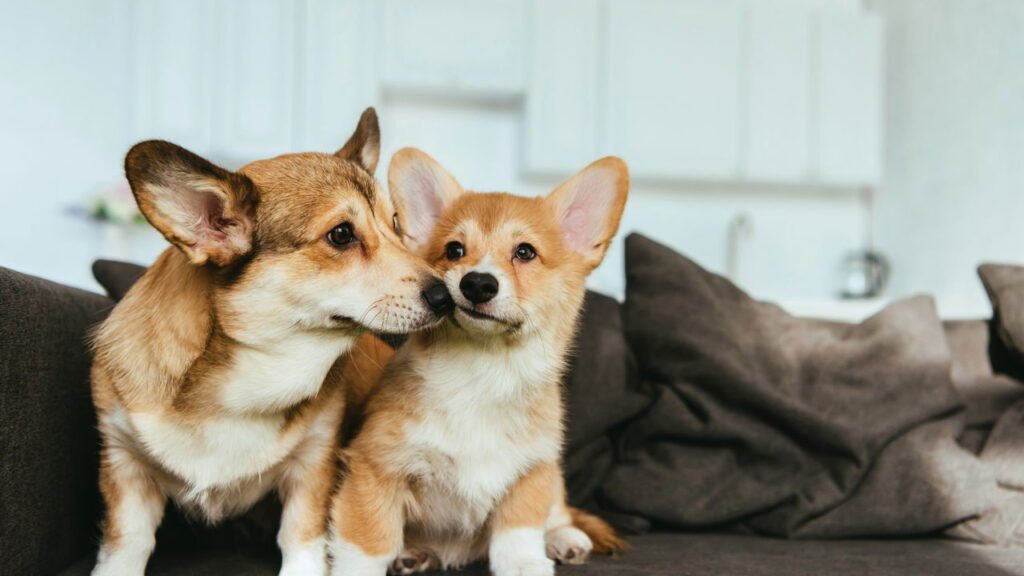 O melhor guia para introduzir novo pet em casa com harmonia e segurança