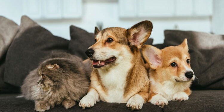 5 dicas para proteger seu pet de barulhos altos e fogos de artifício