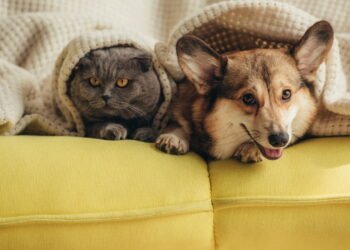 Como criar uma rotina de enriquecimento sensorial para seu pet