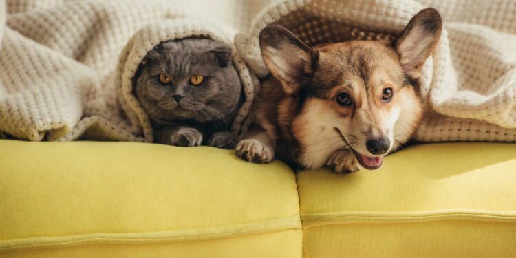 Como criar uma rotina de enriquecimento sensorial para seu pet