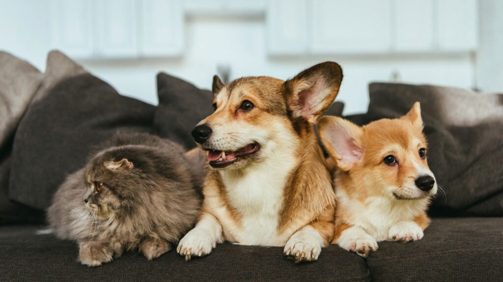 Como criar uma rotina de enriquecimento sensorial para seu pet