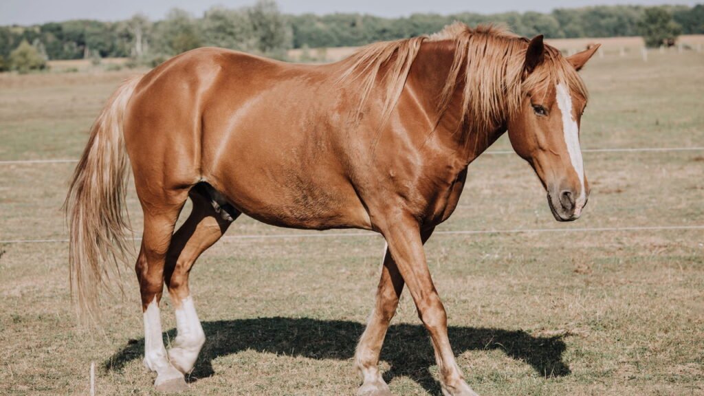 Por que os cavalos dormem em pé e o que isso significa