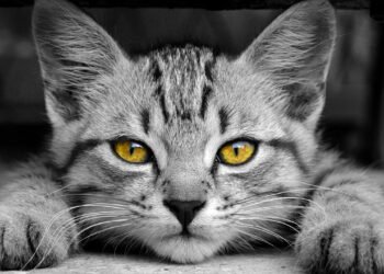 Qual seu gato de acordo com seu mês de nascimento?