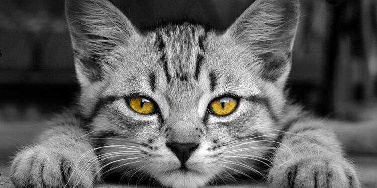 Qual seu gato de acordo com seu mês de nascimento?