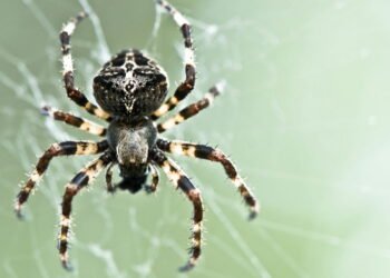 O truque japonês para se livrar das aranhas de casa com um ingrediente de cozinha