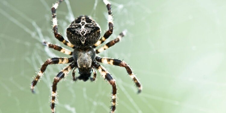 O truque japonês para se livrar das aranhas de casa com um ingrediente de cozinha