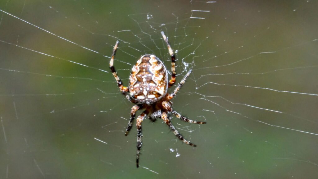 Como se livrar de aranhas na cozinha com dicas práticas