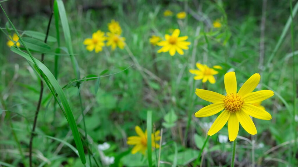 Aprenda a plantar arnica em casa e aproveitar sua medicina natural