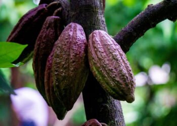 Poucas pessoas sabem: como se chama a árvore do chocolate?