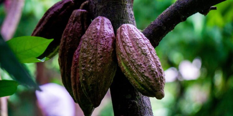 Poucas pessoas sabem: como se chama a árvore do chocolate?