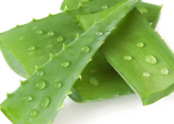 Conheça os benefícios surpreendentes da Babosa para sua saúde