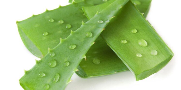 Babosa - Créditos: depositphotos.com / LessLemon