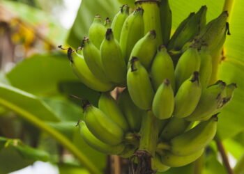Bananas saudáveis direto do seu quintal ou vaso