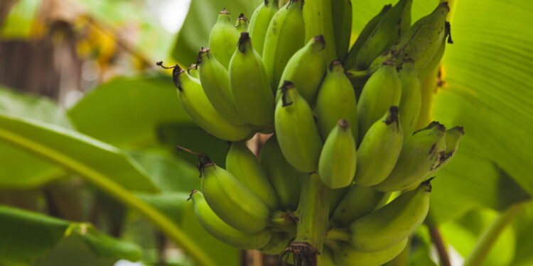 Bananas saudáveis direto do seu quintal ou vaso