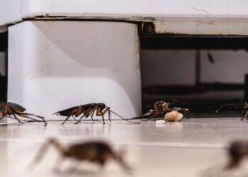 Você nunca mais vai ver baratas em casa depois desse truque com cravo