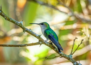 O que significa quando um beija-flor aparece no seu jardim?