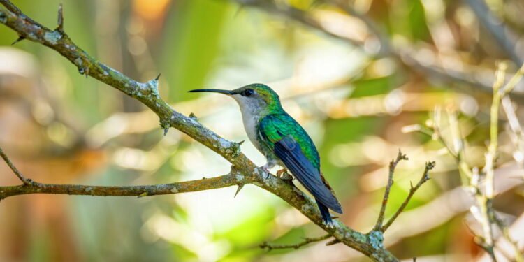 Beija-flor - Créditos: depositphotos.com / artush