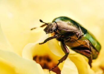 O inseto que assusta veterinários está invadindo casas brasileiras
