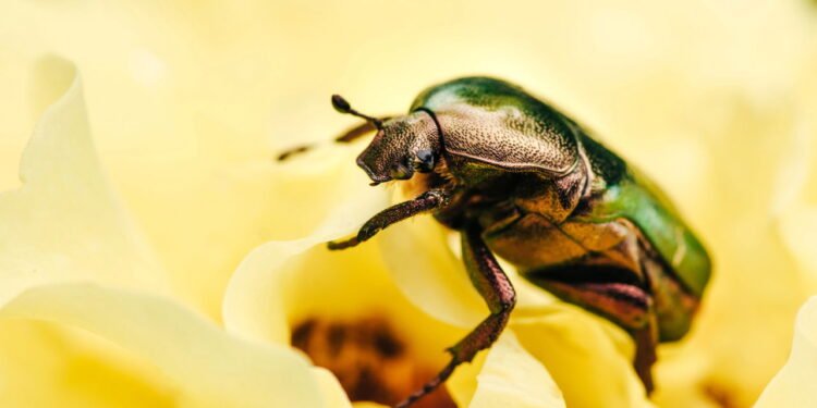 O inseto que assusta veterinários está invadindo casas brasileiras