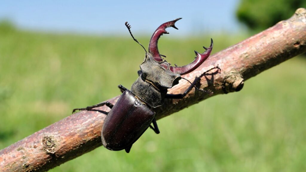 O inseto que assusta veterinários está invadindo casas brasileiras