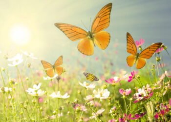 O que acontece no corpo quando sentimos “frio na barriga”