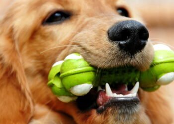 Como lavar brinquedos de pets sem risco e garantir higiene máxima