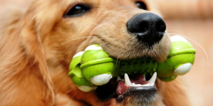 Como lavar brinquedos de pets sem risco e garantir higiene máxima