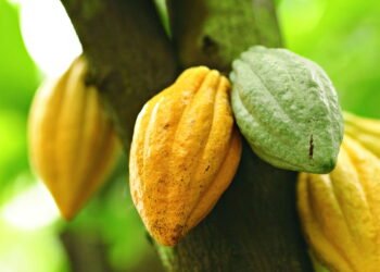 A história fascinante por trás da árvore que criou o chocolate