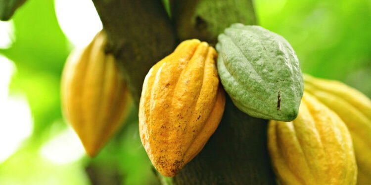 O cacau é uma das fontes mais ricas em antioxidantes - Créditos: depositphotos.com / leungchopan