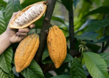 A história fascinante por trás da árvore que criou o chocolate
