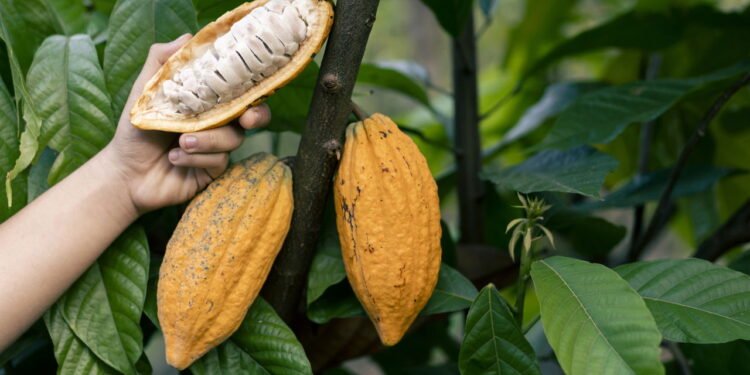 Cacau - Créditos: depositphotos.com / b.corerock@gmail.com